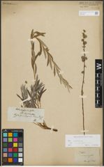 Foto von Salix repens subsp. rosmarinifolia (L.) Andersson